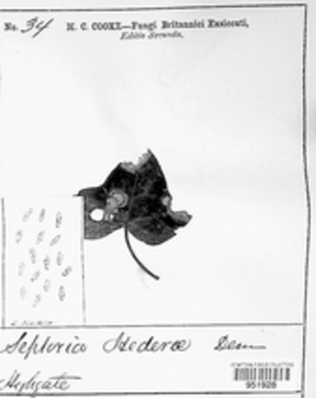 Septoria hederae image